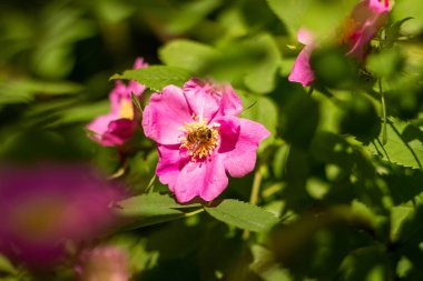 Gül kalça çiçeğinin üzerindeki küçük arı. Bahar yaban hayatı. Yüksek kalite fotoğraf