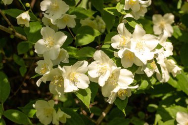 Bahçedeki beyaz yasemin çiçeği. Çiçekli İsa aşkına. Yüksek çözünürlüklü. Yüksek kalite fotoğraf