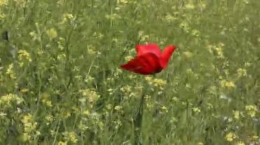 Yeşil bahar tarlasında açan kırmızı gelincik çiçeği. Çayırdaki haşhaş. yabani gelincik tarlası.