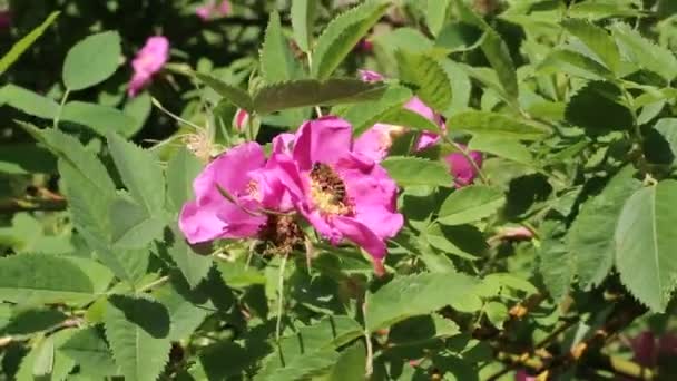 Ett litet bi på nyponblomman. Vårens vilda djur. — Stockvideo