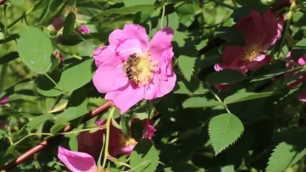 Little bee on the rose hip flower. Spring wildlife. — Stock Video