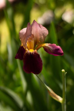 Çiçekli İris çiçeği yakın plan fotoğrafı. Bahçe çiçekleri.