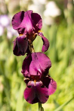 Çiçekli İris çiçeği yakın plan fotoğrafı. Bahçe çiçekleri.