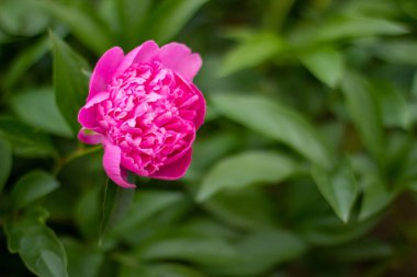 Bahçede açan pembe şakayık çiçeği