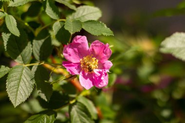 Gül kalça çiçeğinin üzerindeki küçük arı. Bahar Vahşi Hayatı.
