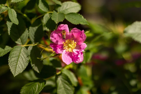 Mała pszczółka na kwiatku róży. Wiosenna przyroda. — Zdjęcie stockowe