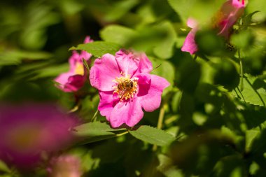 Gül kalça çiçeğinin üzerindeki küçük arı. Bahar Vahşi Hayatı.