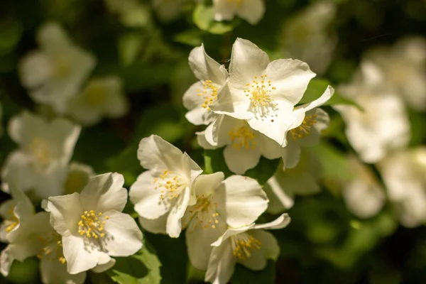 Белый цветок жасмина в саду. Цветущий Джессамин. Фото высокого разрешения. — стоковое фото