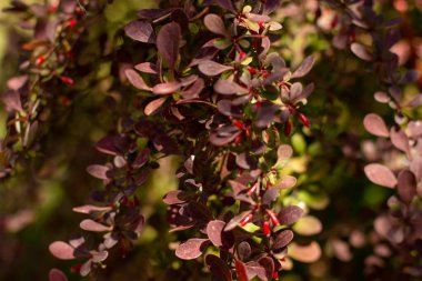 Yaz yaprakları arkaplan, yüksek çözünürlüklü fotoğraf