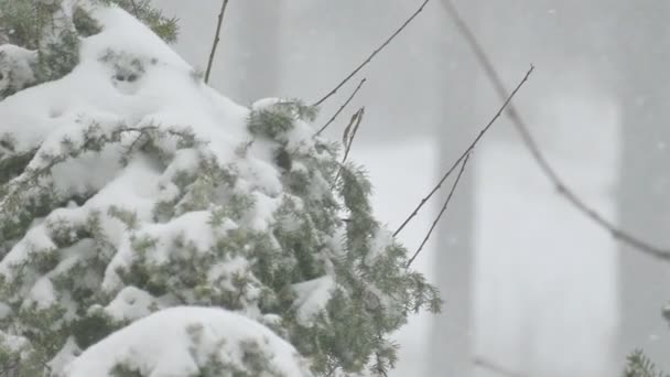 Piękne zimowe sielanka — Wideo stockowe