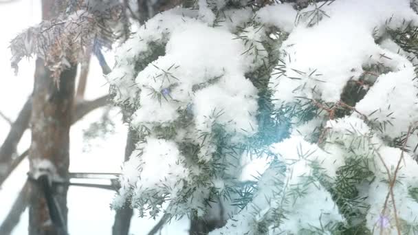 Красивая зимняя идиллия — стоковое видео