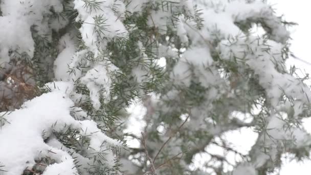 Hermoso idilio de invierno — Vídeos de Stock