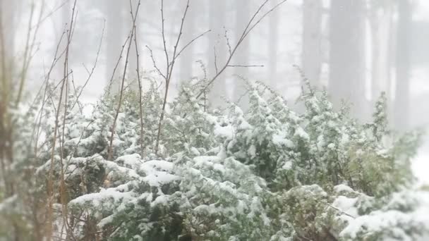 Hermoso idilio de invierno — Vídeos de Stock