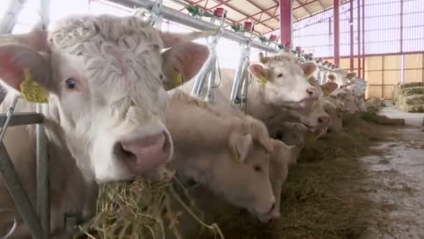 Vacas blancas en una granja Los animales comen hierba — Vídeo de stock