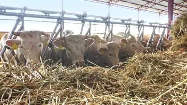 Vacas brancas em animais de fazenda comem grama — Vídeo de Stock