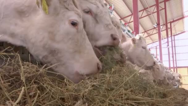Vacas brancas em animais de fazenda comem grama — Vídeo de Stock