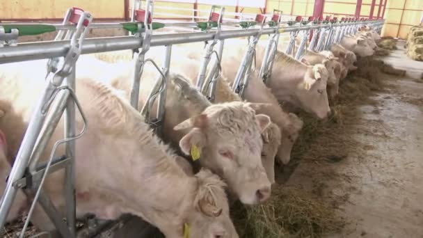 Witte koeien op een boerderijdieren eten gras — Stockvideo