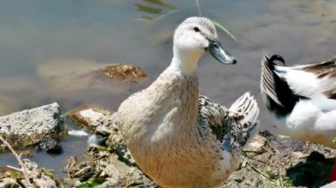 Ördek güzel doğal göle dalış