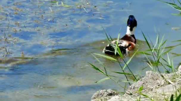 Le canard plonge dans un magnifique lac naturel 