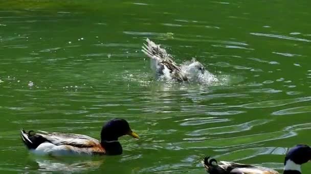 Nádherné scenérie kachna vzlétat na přírodní jezero v pomalém pohybu — Stock video