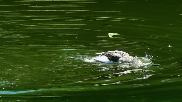 Beau paysage Canard décollant sur un lac naturel au ralenti 