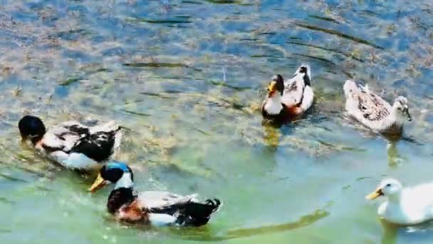 Pato está buceando en un hermoso lago natural — Vídeos de Stock