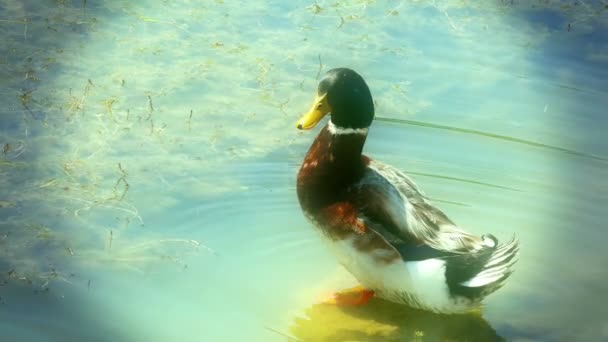 Kachna je potápění v krásné přírodní jezero — Stock video
