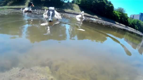 Kachny na krásné přírodní jezero — Stock video