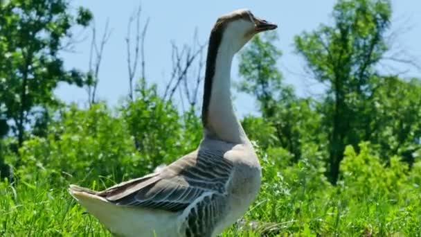 Goose Walks and Looks the Environment in a Green Nature — Stock Video