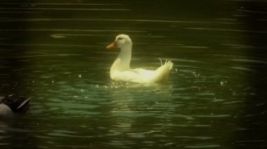 Ördek kanatlarını bir güzel doğal göl kenarında yayılıyor