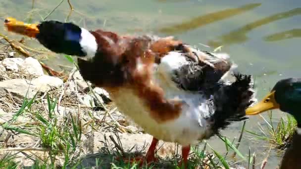 Patos nadan en un hermoso lago natural — Vídeos de Stock