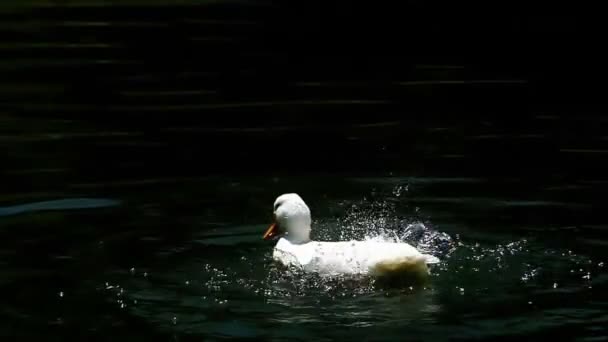 Kachny plavat na krásné přírodní jezero — Stock video