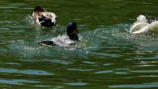 Canards Nager sur un beau lac naturel — Video