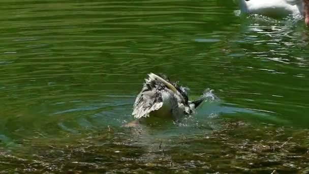 Canards Nager sur un beau lac naturel — Video