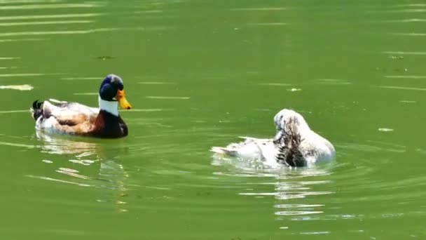 Kachny plavat na krásné přírodní jezero — Stock video