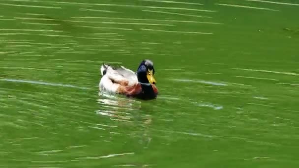 Ente schwimmt auf einem schönen Natursee — Stockvideo