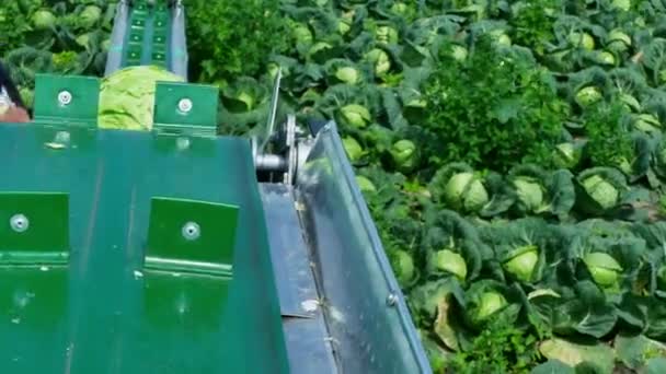 キャベツを収穫 - フィールドの季節的な仕事 — ストック動画