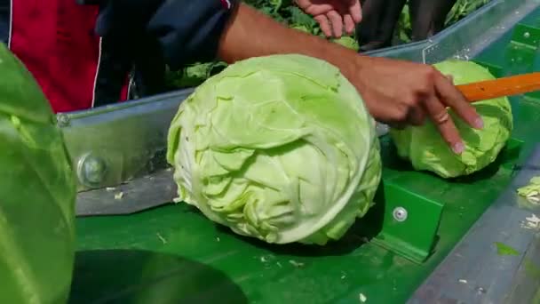 Seizoensgebonden werk in het veld - oogsten van kool — Stockvideo