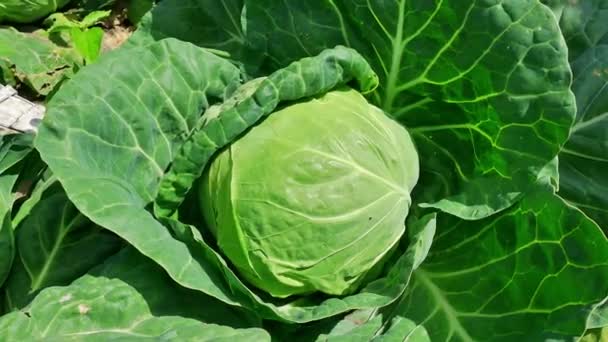 Seasonal Work in the Field - Harvesting Cabbage — Stock Video