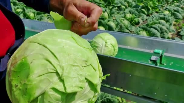 Seasonal Work in the Field - Harvesting Cabbage — Stock Video