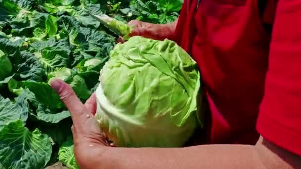 Saisonarbeit auf dem Feld - Kohlernte — Stockvideo