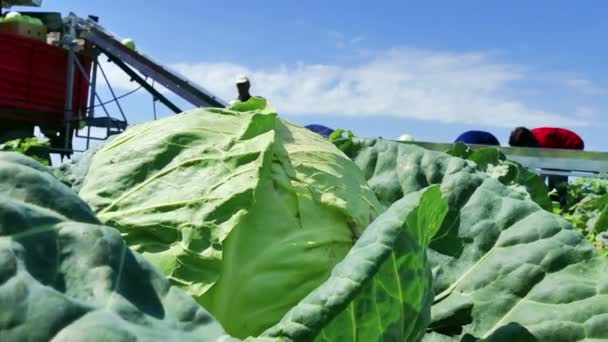 Lavoro stagionale sul campo - Raccolta del cavolo — Video Stock