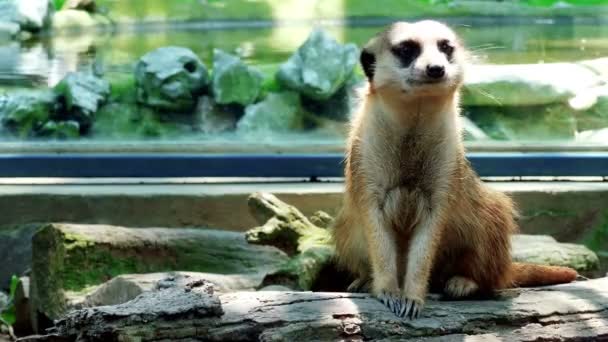 Beaucoup de suricates curieux dans un zoo — Video