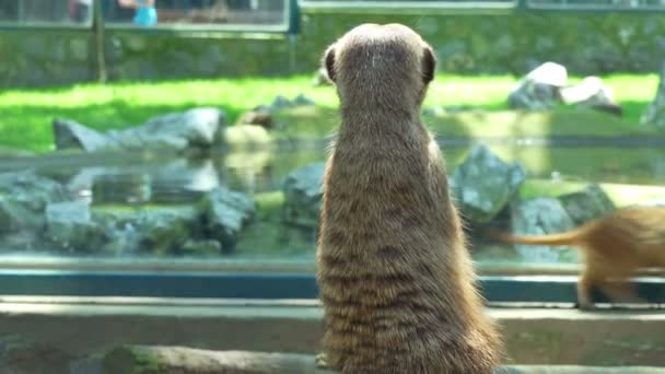 Много любопытных сурикатов в зоопарке — стоковое видео