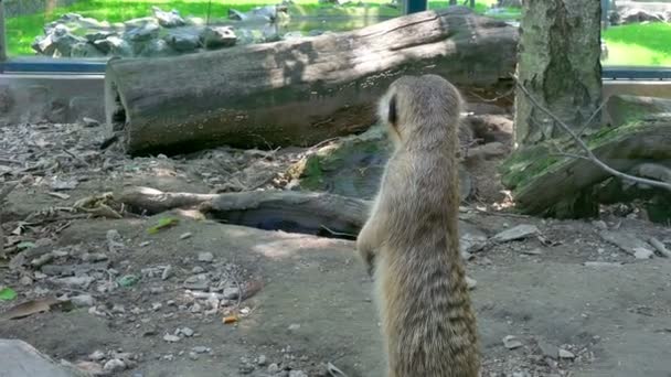 Um monte de Meerkats curiosos em um zoológico — Vídeo de Stock