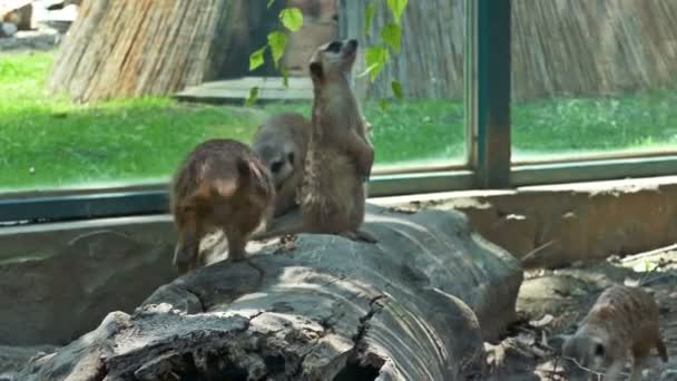 Een heleboel nieuwsgierig stokstaartjes in een dierentuin — Stockvideo