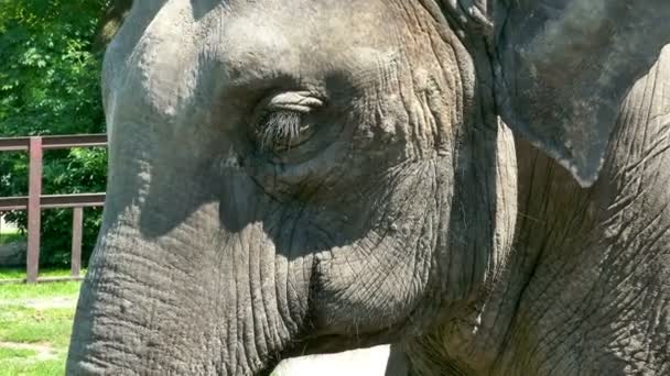 Schöner großer Elefant im Zoo — Stockvideo