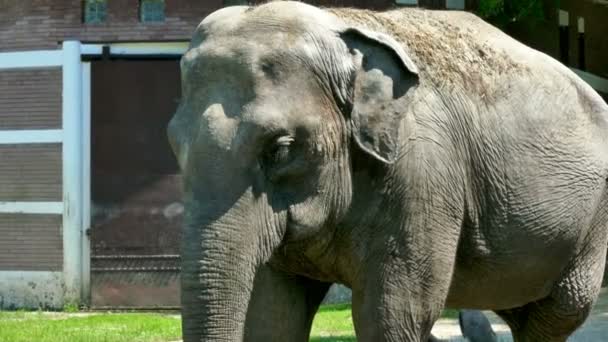 Elefante grande bonito em um jardim zoológico — Vídeo de Stock