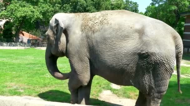 Belle grand éléphant dans un zoo 