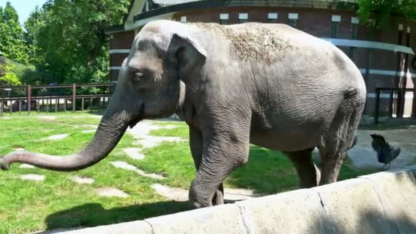 Belle grand éléphant dans un zoo 
